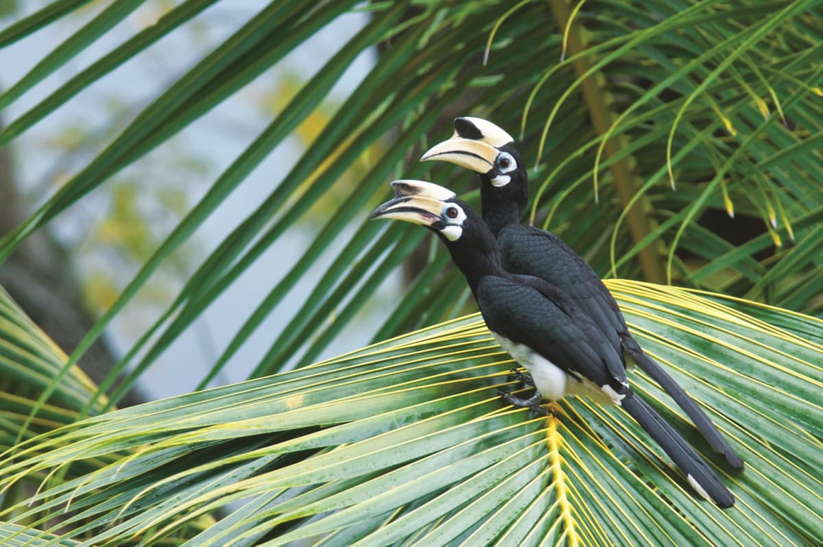 Langkawi Birdwatching Experience with Round Trip Transfer
