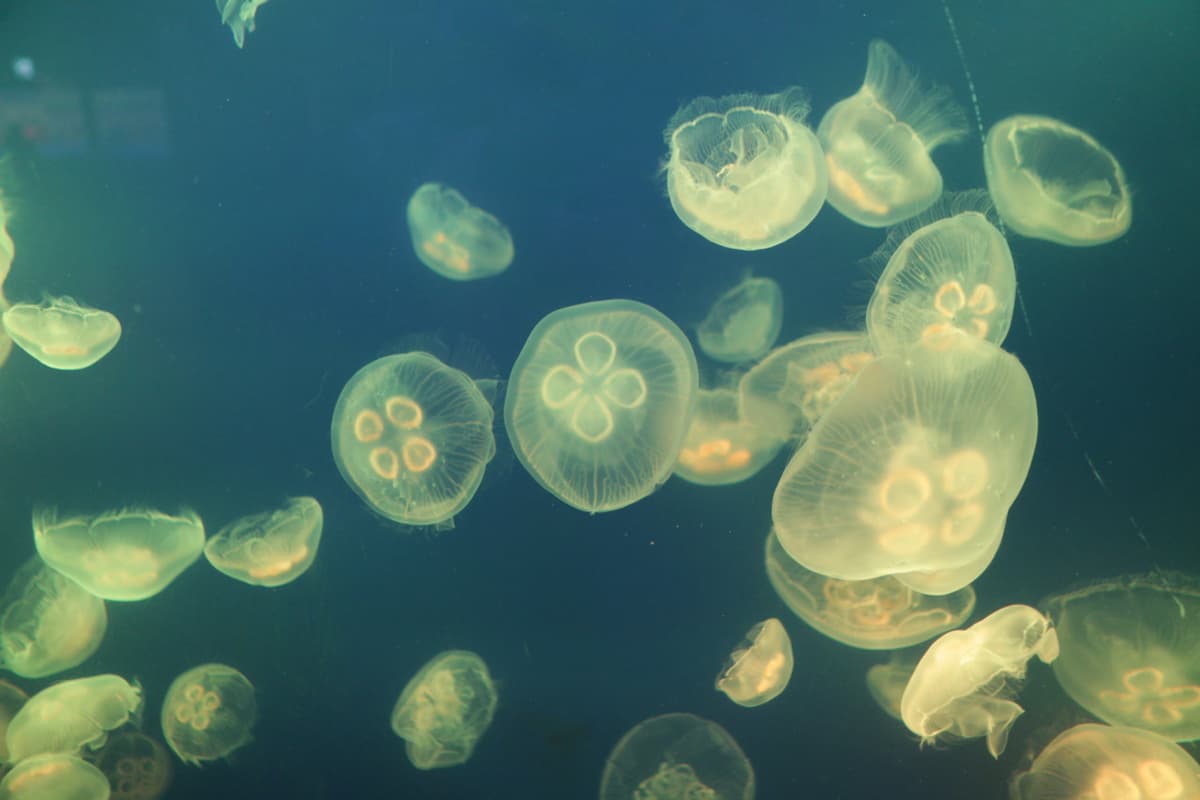 SEA LIFE COEX, Seoul Aquarium Ticket