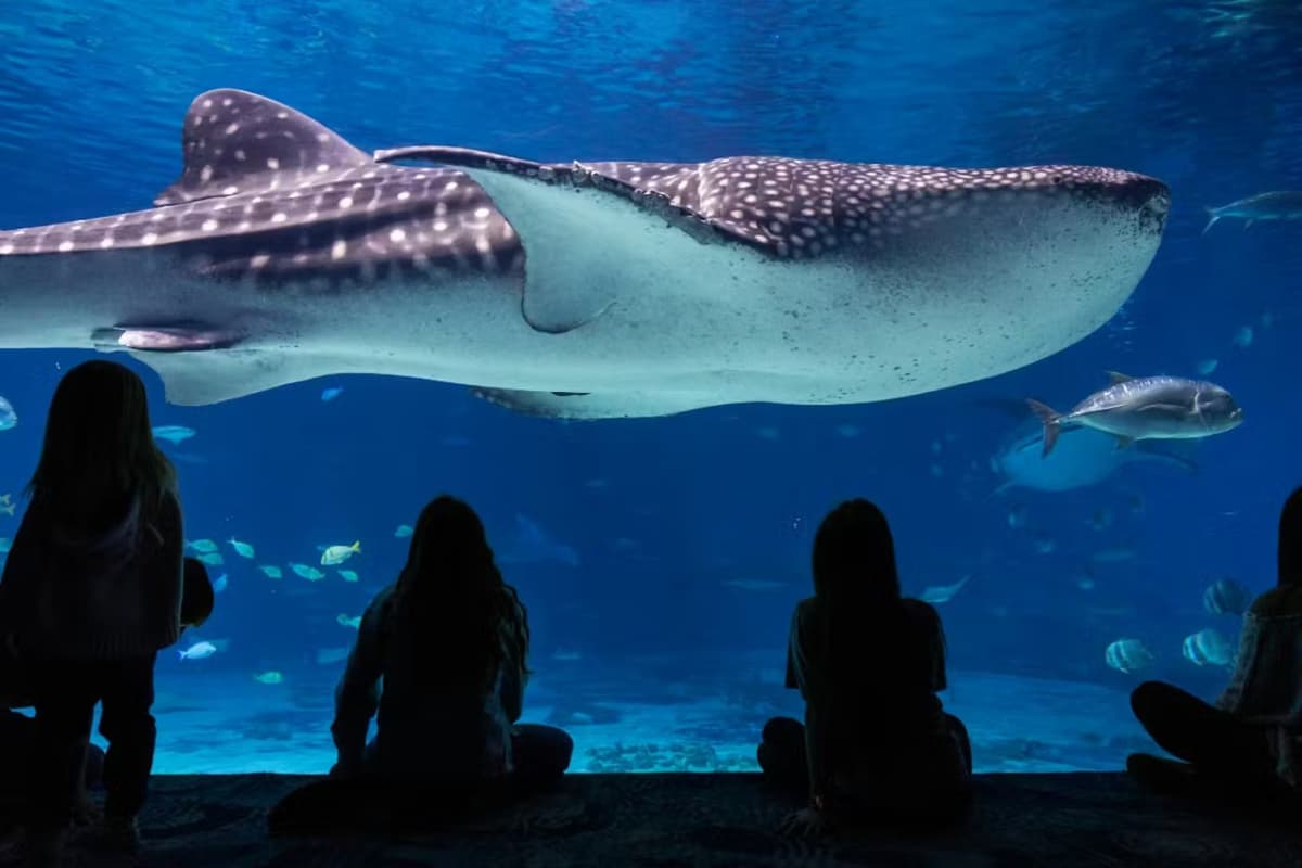Georgia Aquarium: Fast Track Ticket