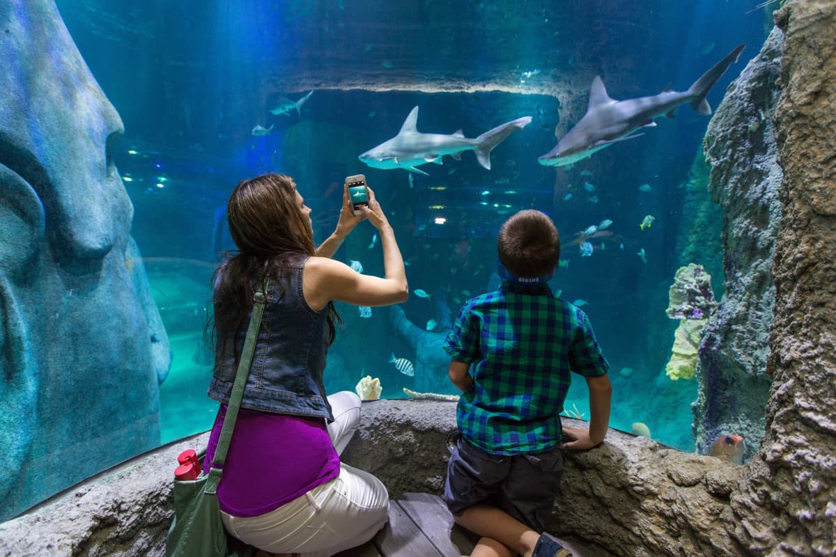 Go City Orlando Explorer Pass: Save up to 50% on Attractions