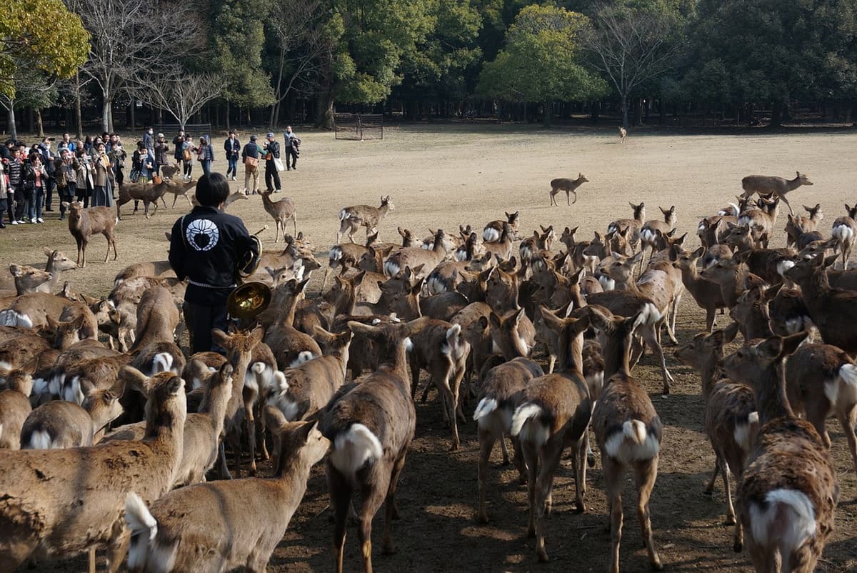 Nara Tour from Kyoto