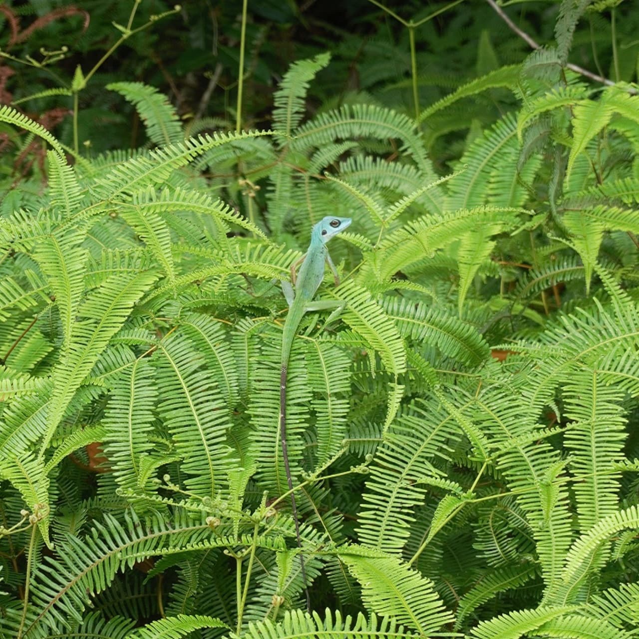 Desaru Riverside Garden Guided Walk