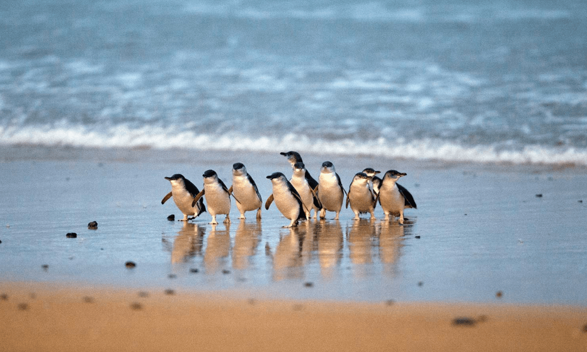Penguins Express Tour from Melbourne