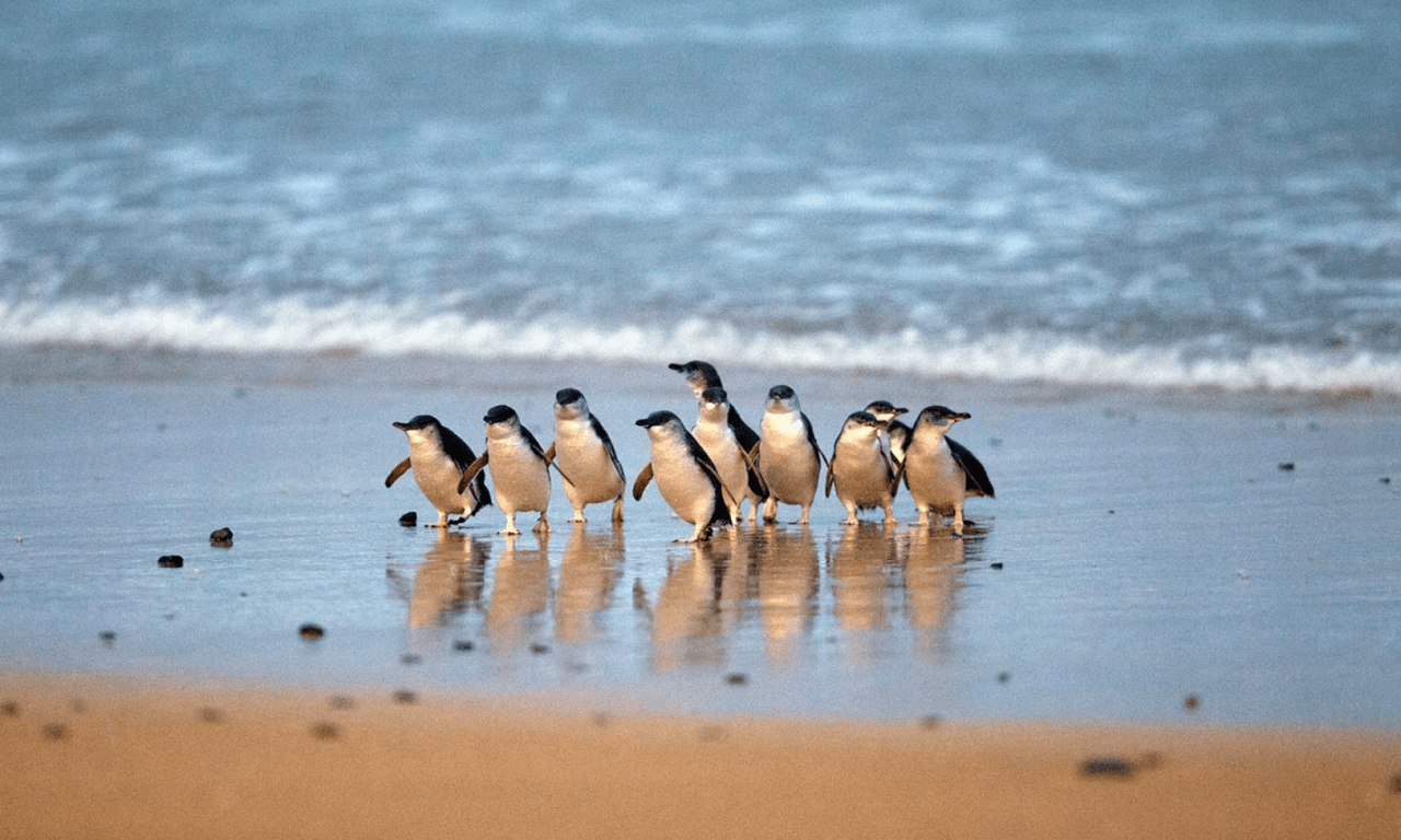 Penguins Express Tour from Melbourne