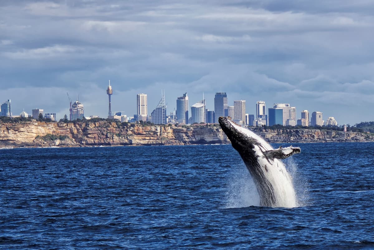 Sydney Whale Watching Cruise