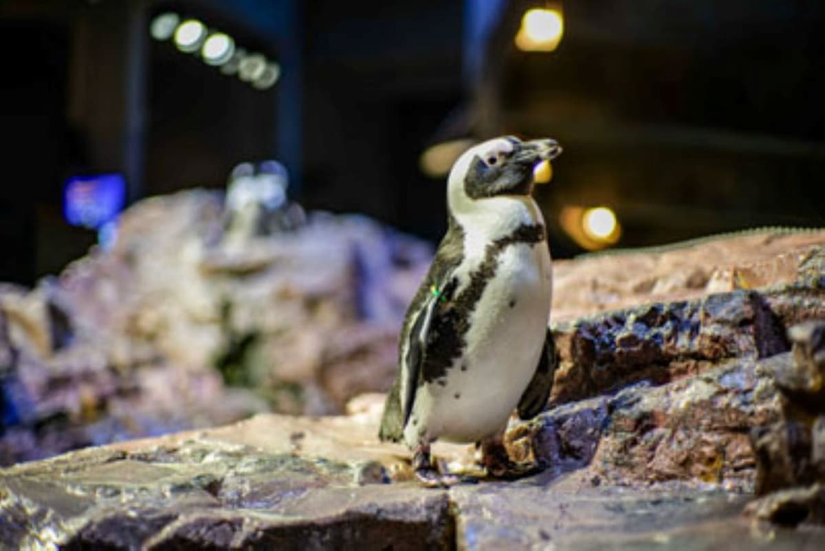 New England Aquarium Ticket