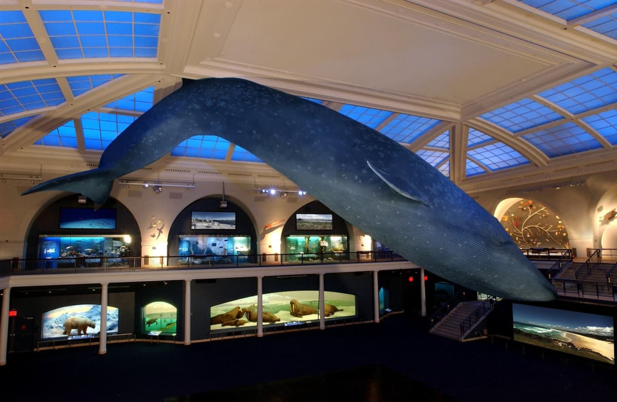 American Museum of Natural History Ticket