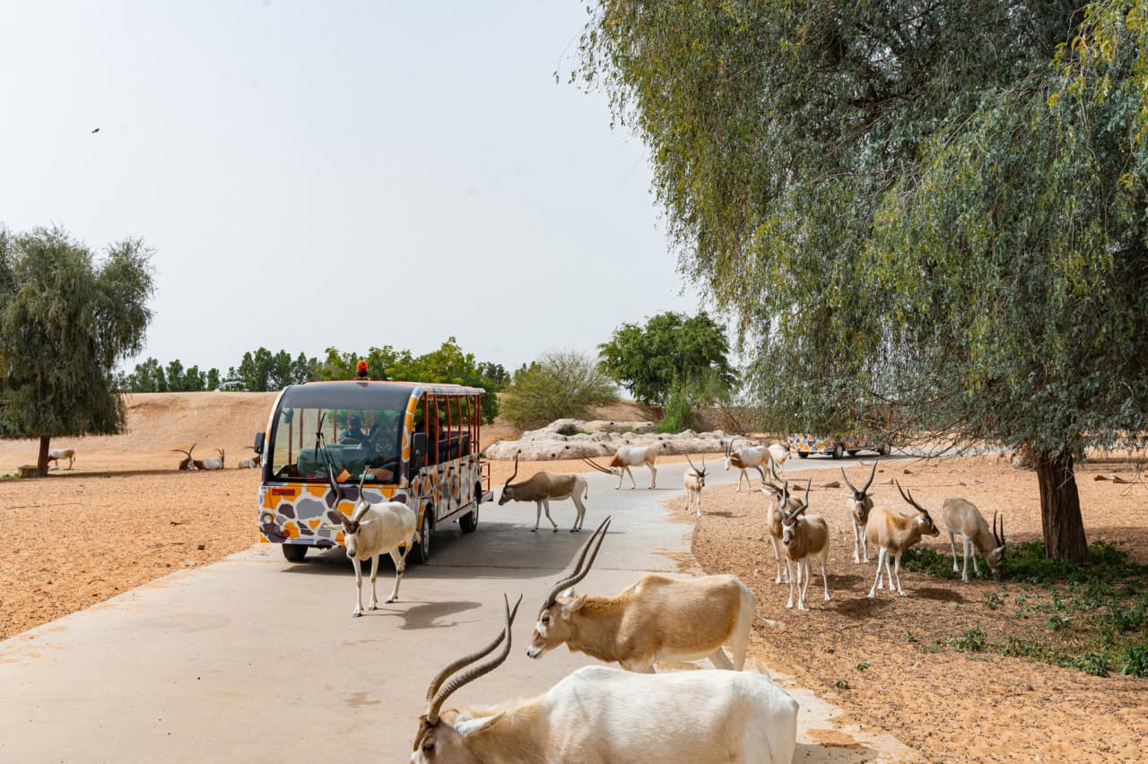 Dubai Safari Park Ticket