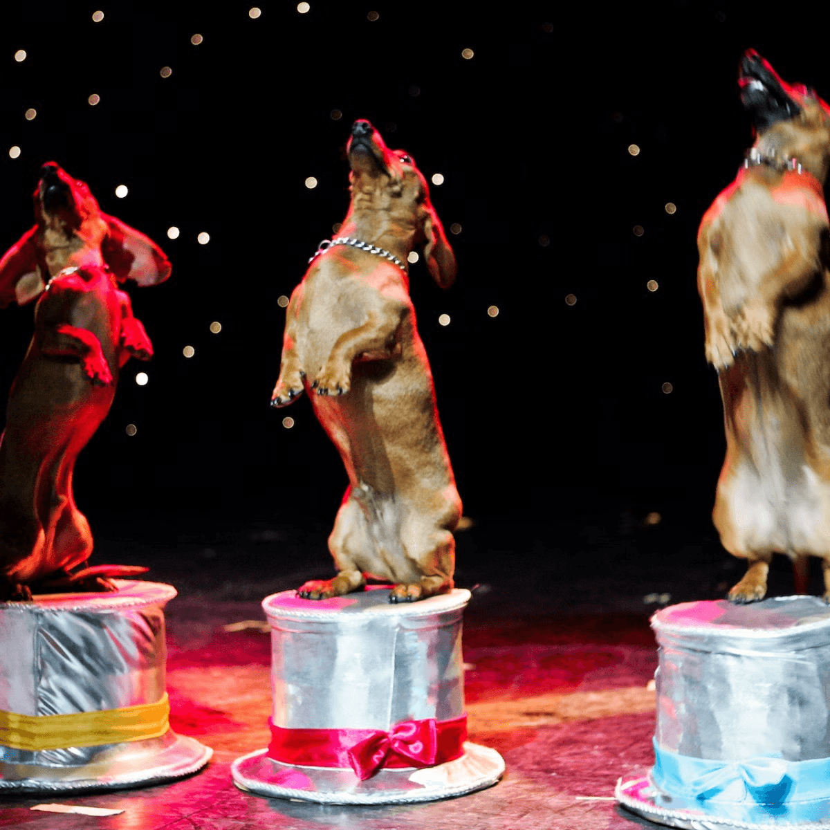 V Theatre Las Vegas - Popovich Comedy Pet Theatre