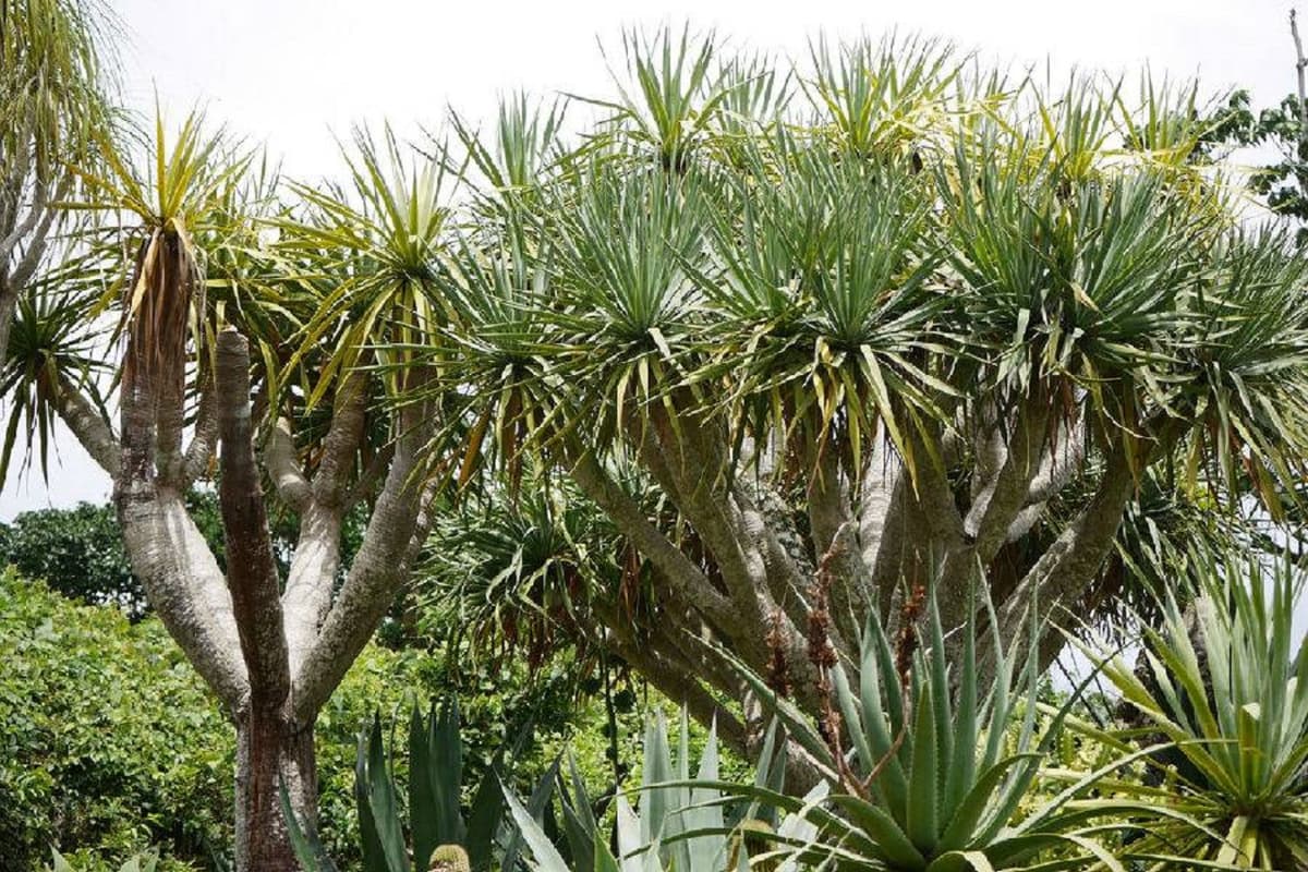 Okinawa Southeast Botanical Gardens