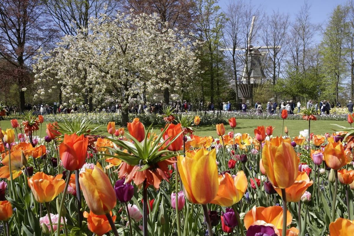Keukenhof Gardens Ticket with Round Trip Bus Transfer from Amsterdam