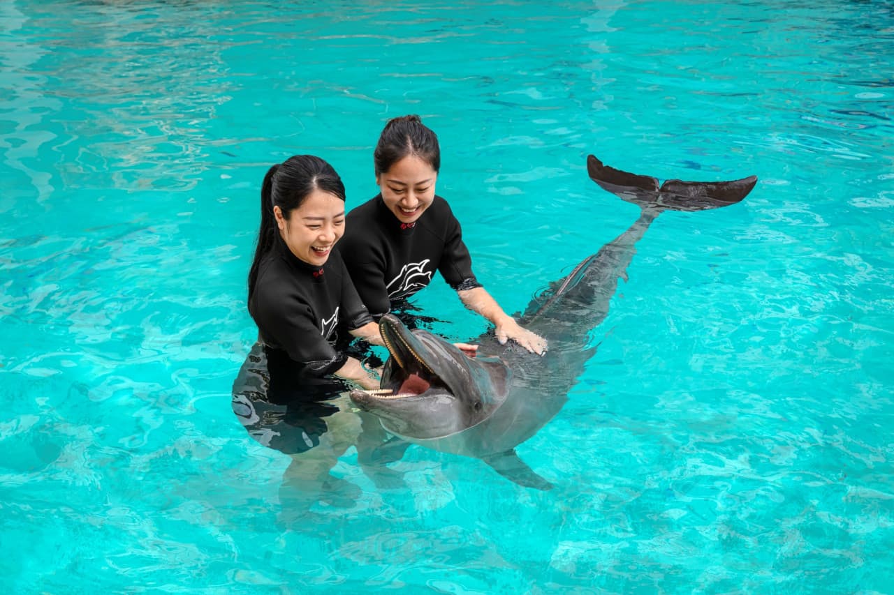 Dolphin Experiences at Marine Mammal Habitat Sentosa