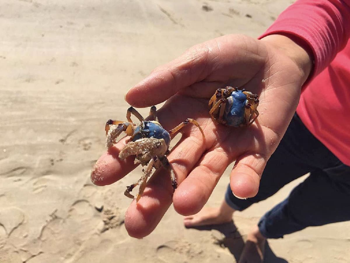 Gold Coast Tour with Crab Catching Lunch Cruise from Brisbane