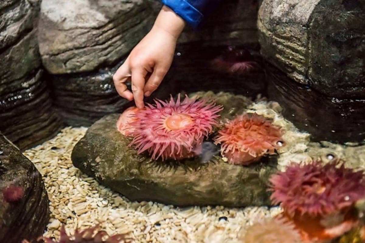 SEA LIFE New Jersey Aquarium Ticket