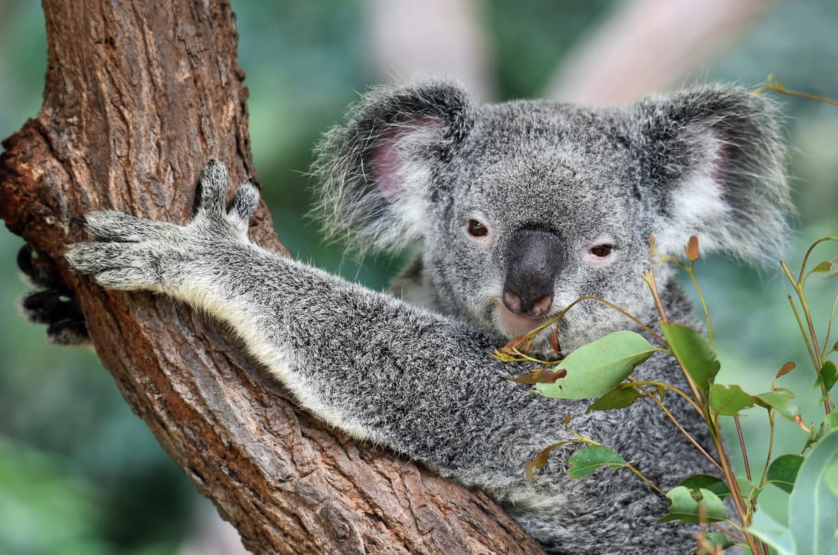 Lone Pine Koala Sanctuary Entry Ticket with Cruise