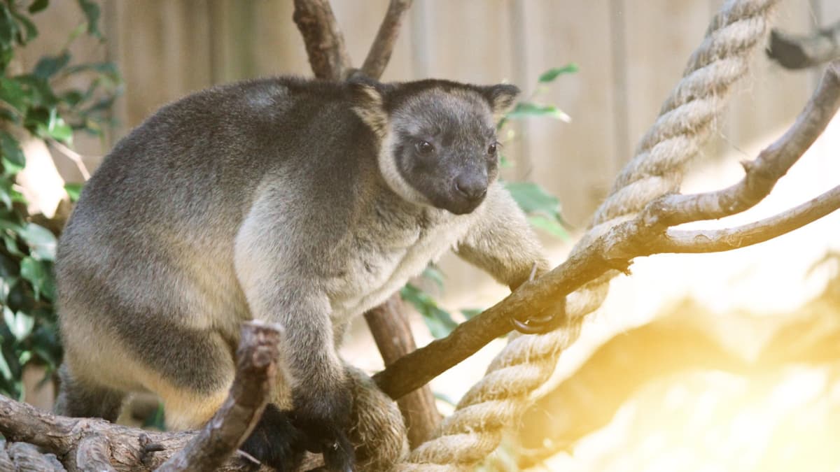 Dreamworld Gold Coast Ticket