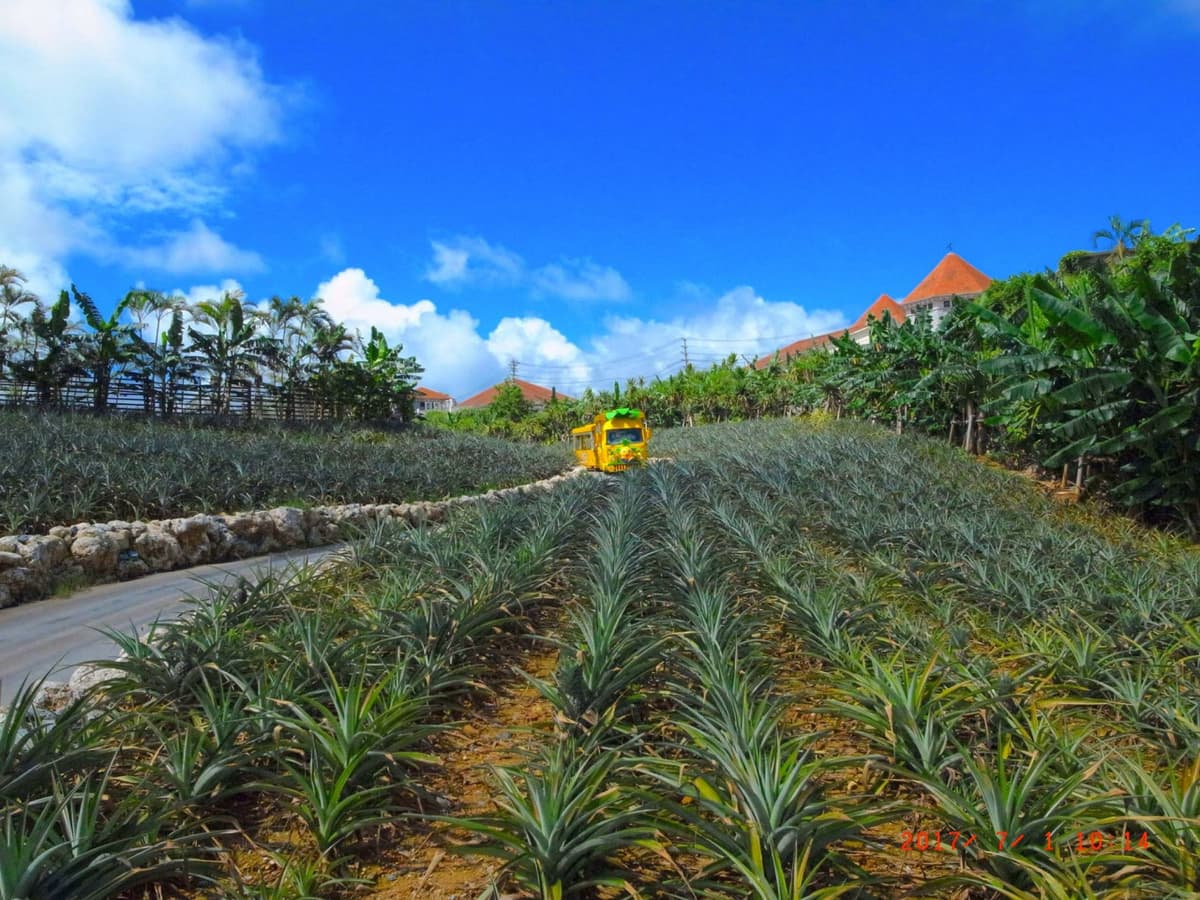 Okinawa Nago Pineapple Park