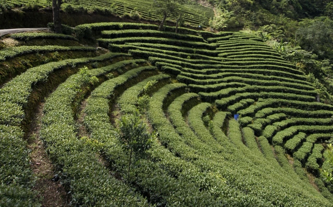 Thousand Island Lake and Pinglin Tea Plantation Tour