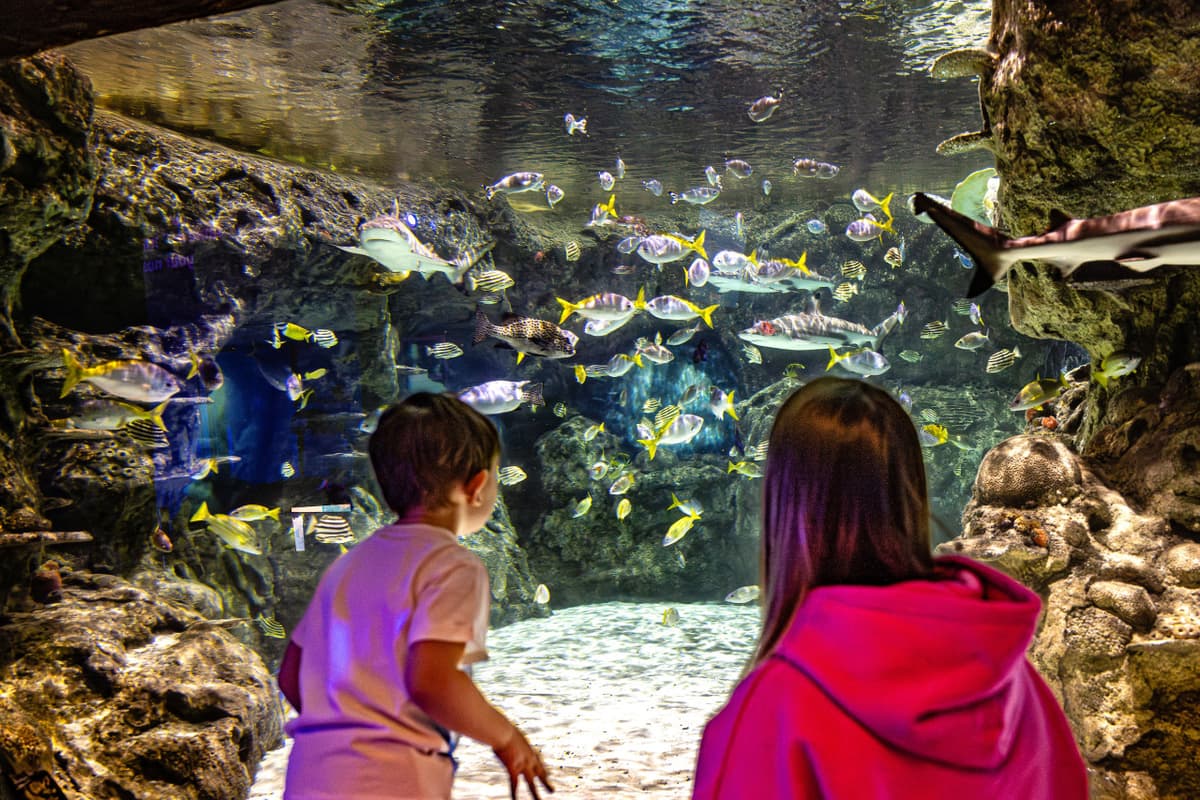 SEA LIFE Brighton Ticket