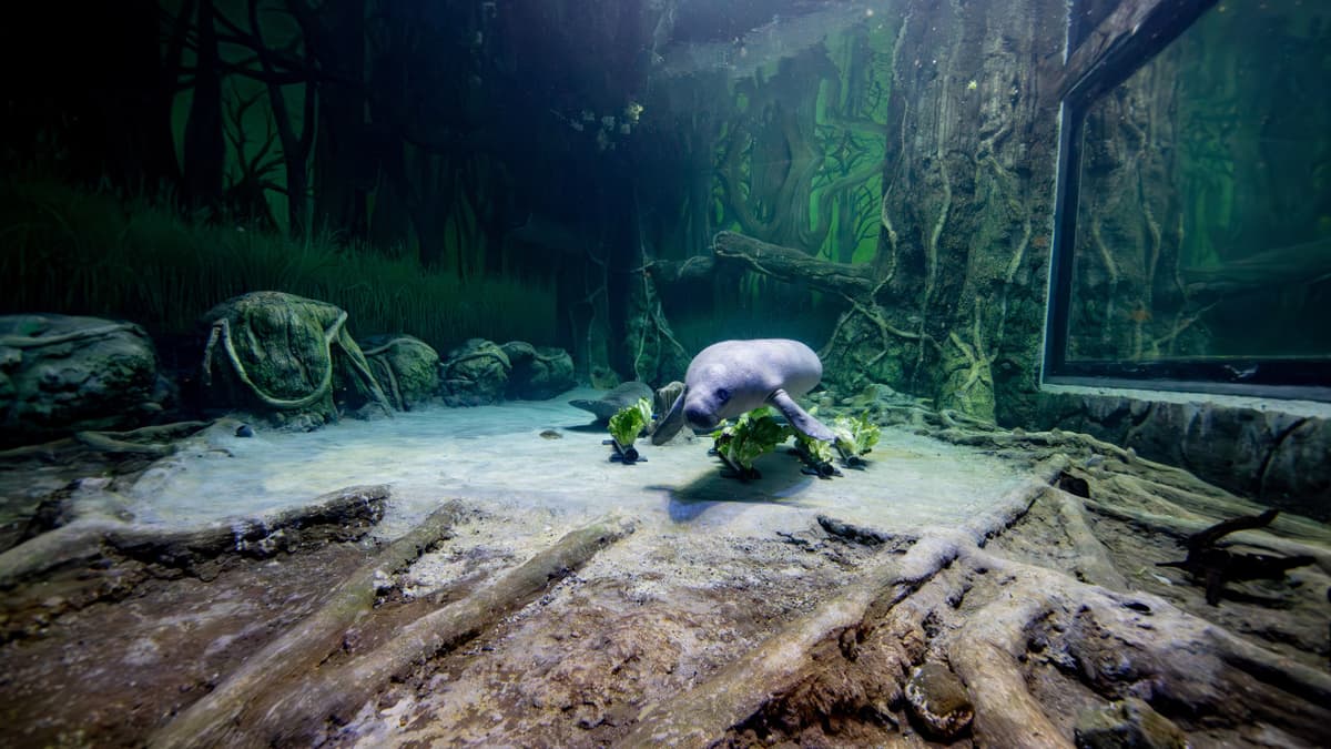 The National Aquarium Abu Dhabi Ticket