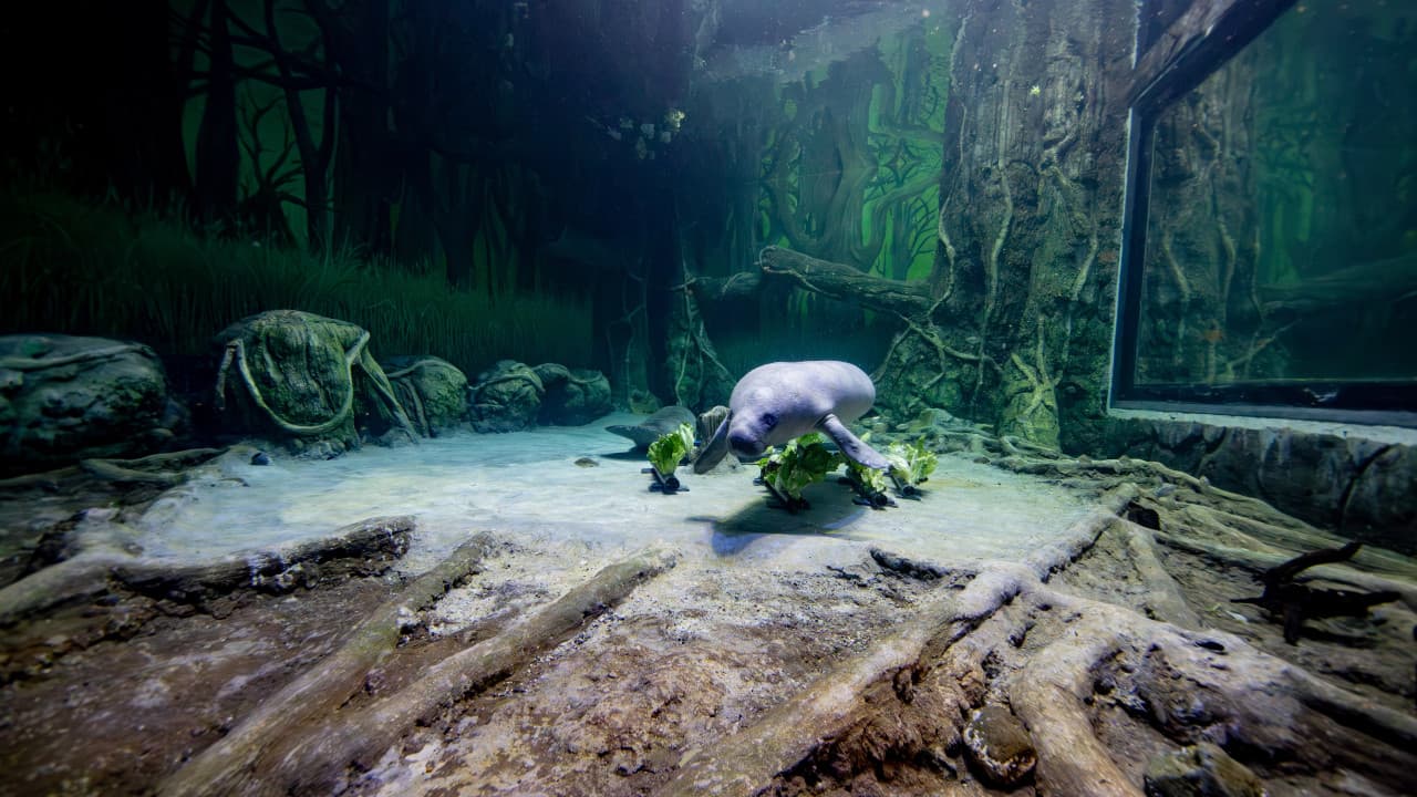 The National Aquarium Abu Dhabi Ticket