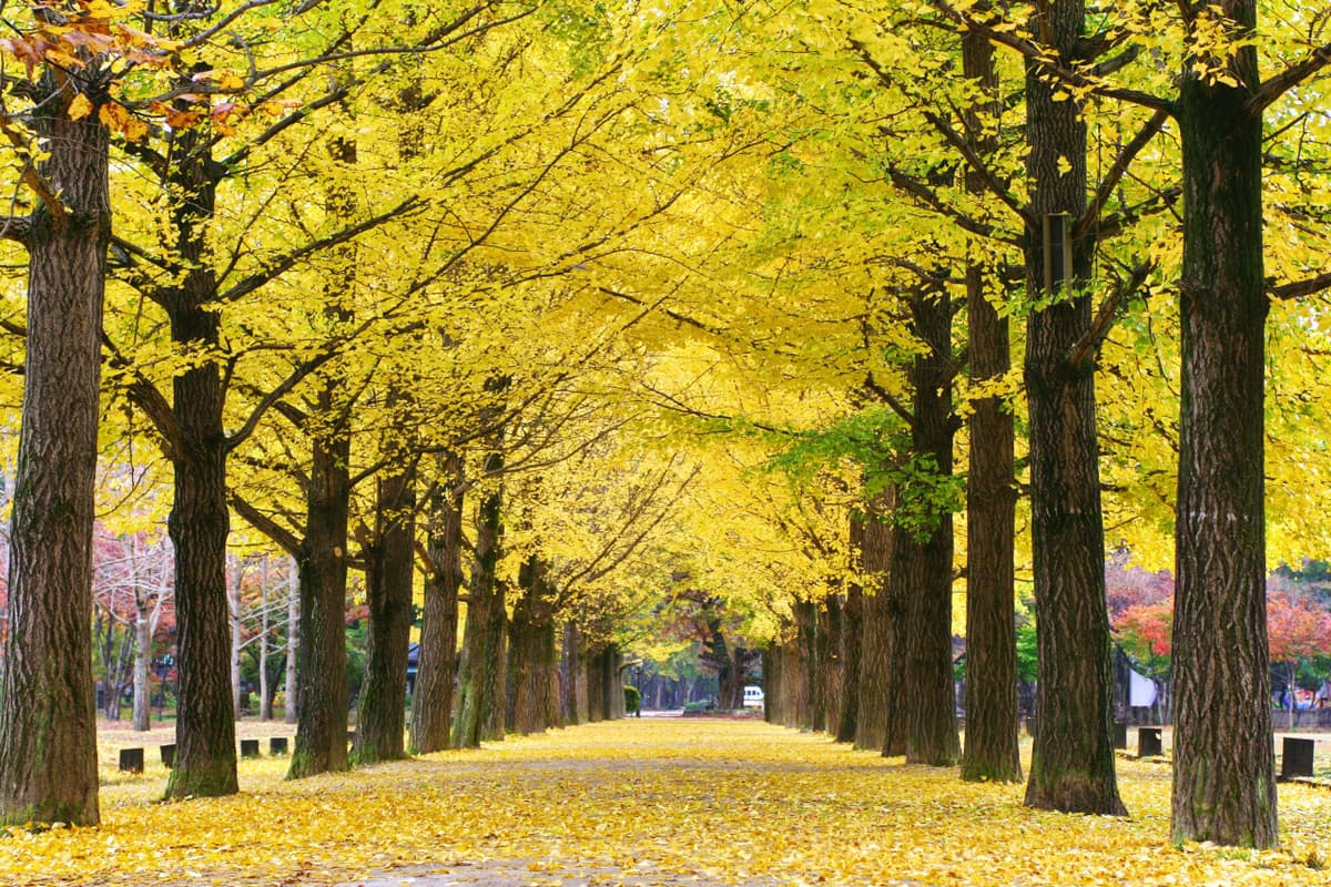 Nami Island, Petite France, Italian Village, and Garden of Morning Calm Tour from Seoul