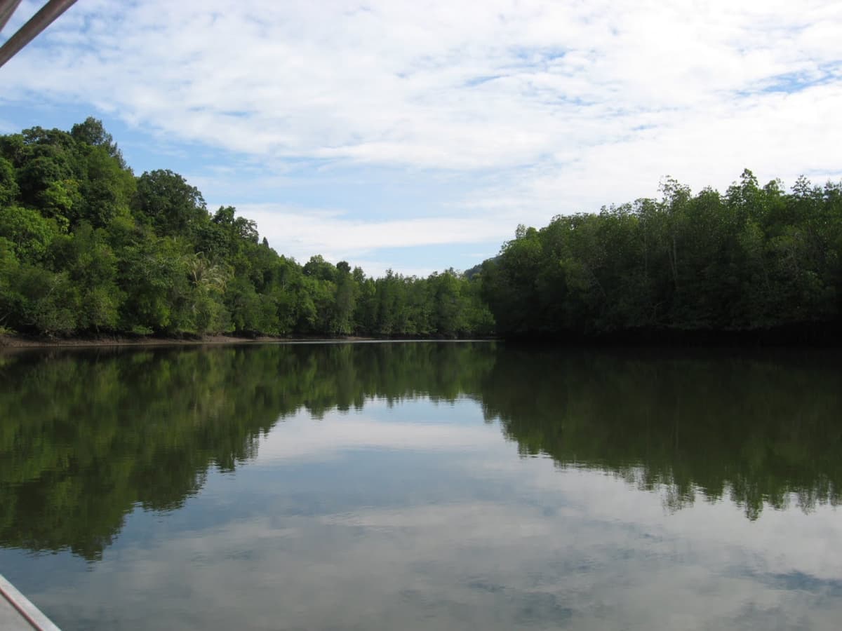Langkawi Mangrove Cruise and Snorkeling