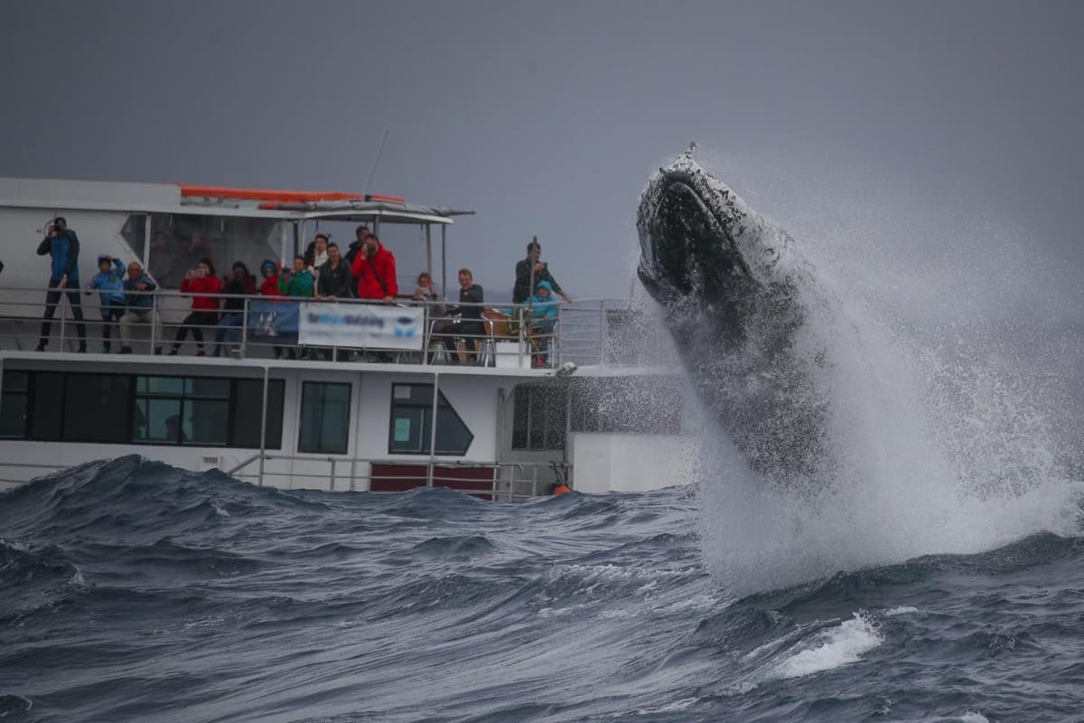 Sydney Whale Watching Cruise