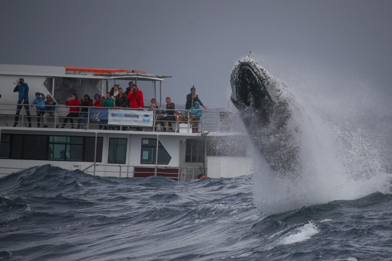 Sydney Whale Watching Cruise