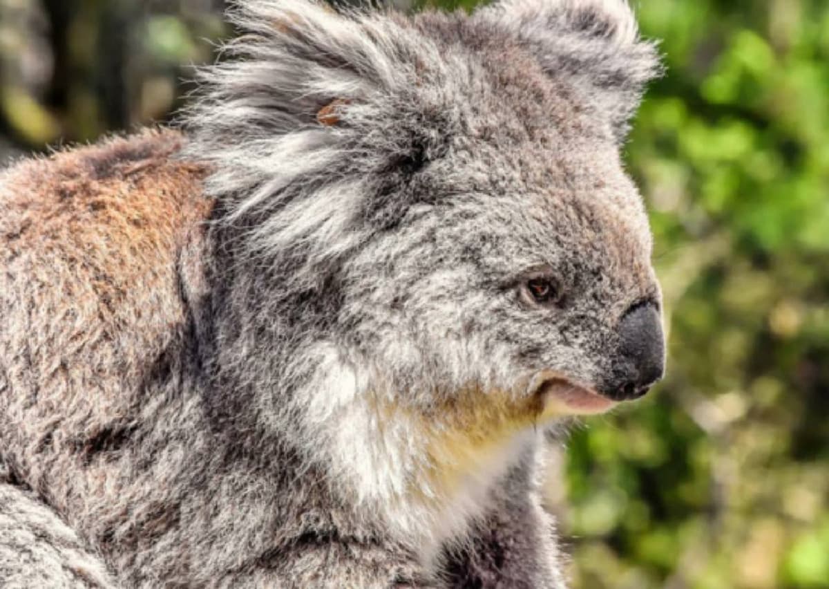 Phillip Island Nature Parks - Three-Park Pass