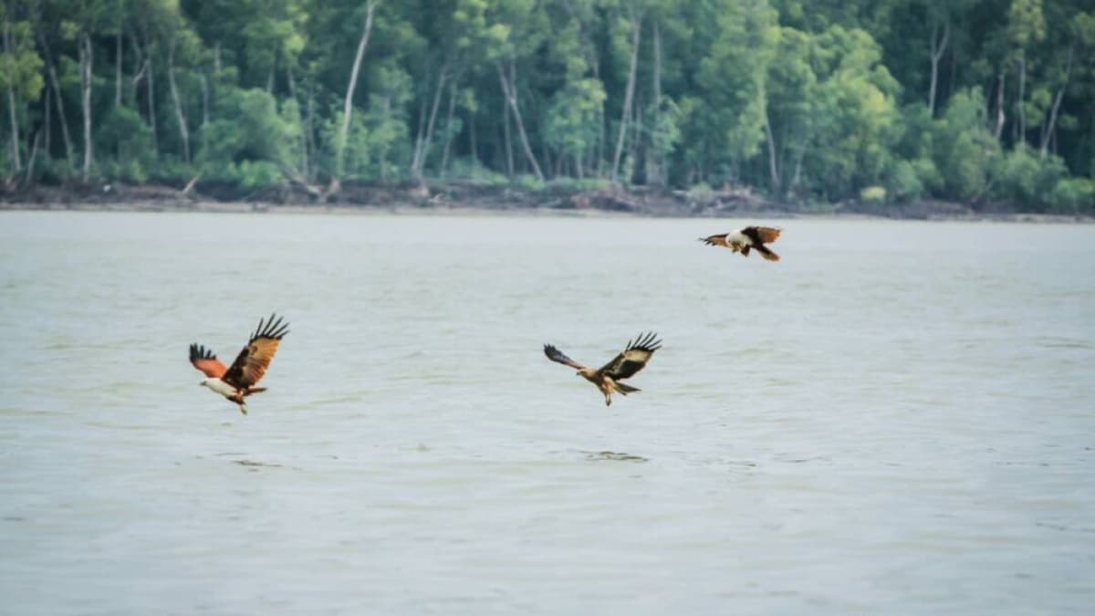 Eagle Watching Experience in Kuala Selangor