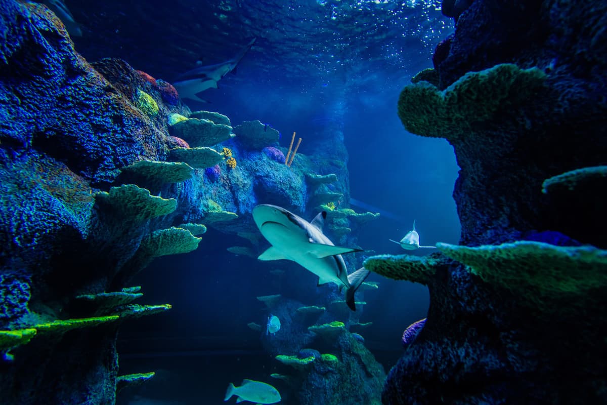Sydney Multi-Attraction Pass