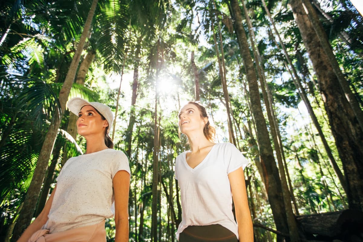 Tamborine Mountain Guided Walk and Wine Tasting Tour