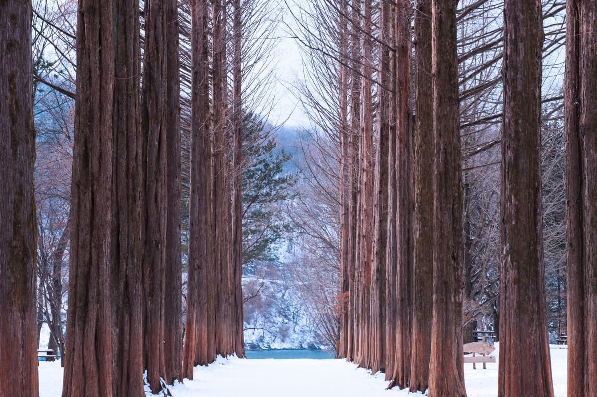 Vivaldi Park Ski World and Nami Island Full-Day Tour from Seoul