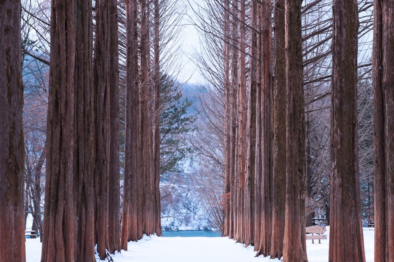 Vivaldi Park Ski World and Nami Island Full-Day Tour from Seoul
