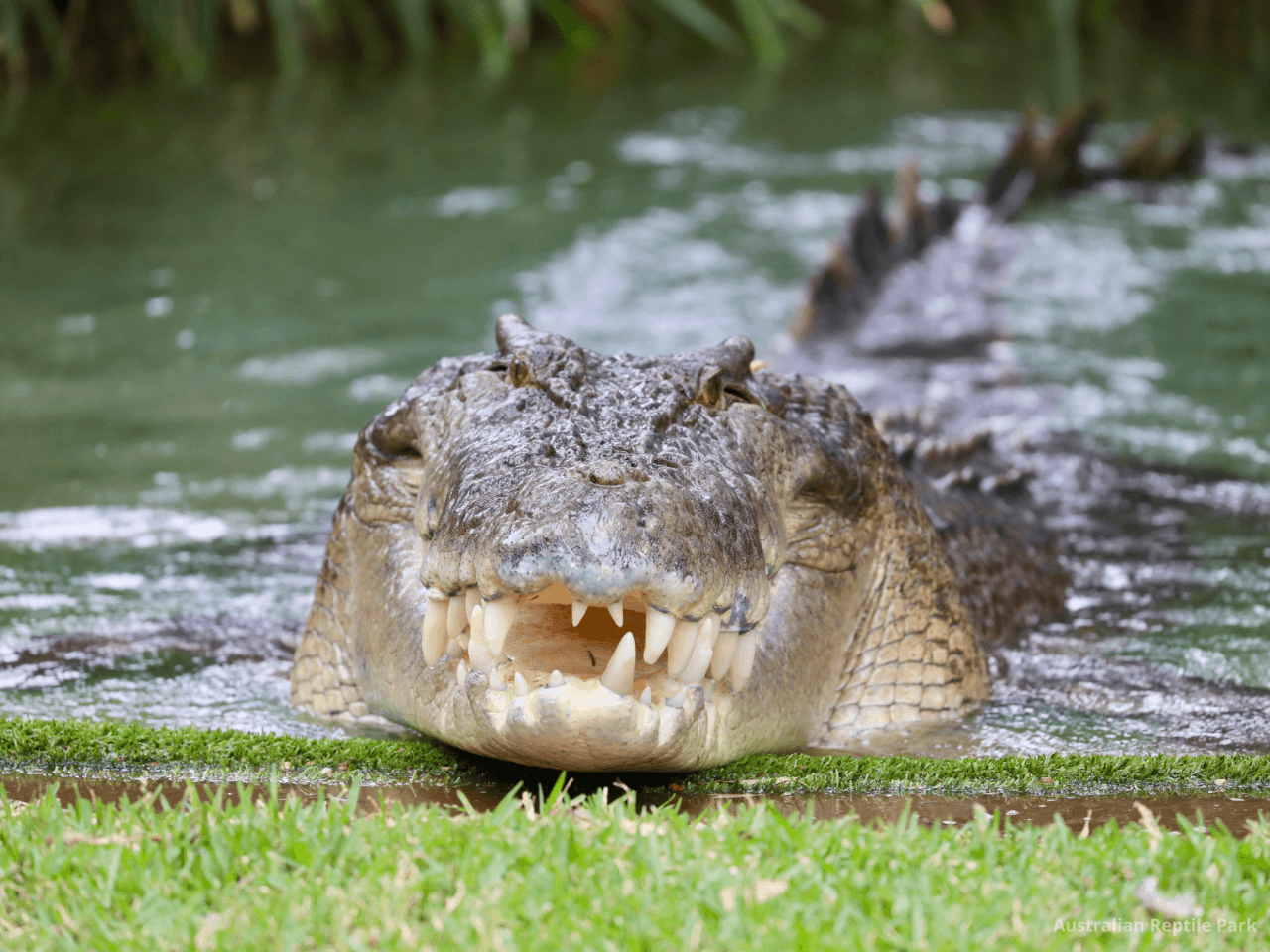 Australian Reptile Park