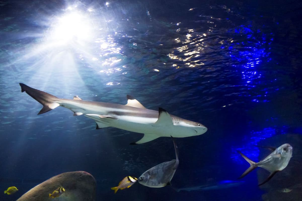 SEA LIFE Oberhausen Aquarium Ticket