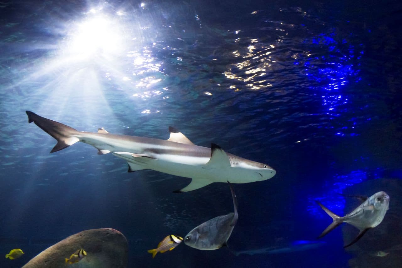 SEA LIFE Oberhausen Aquarium Ticket