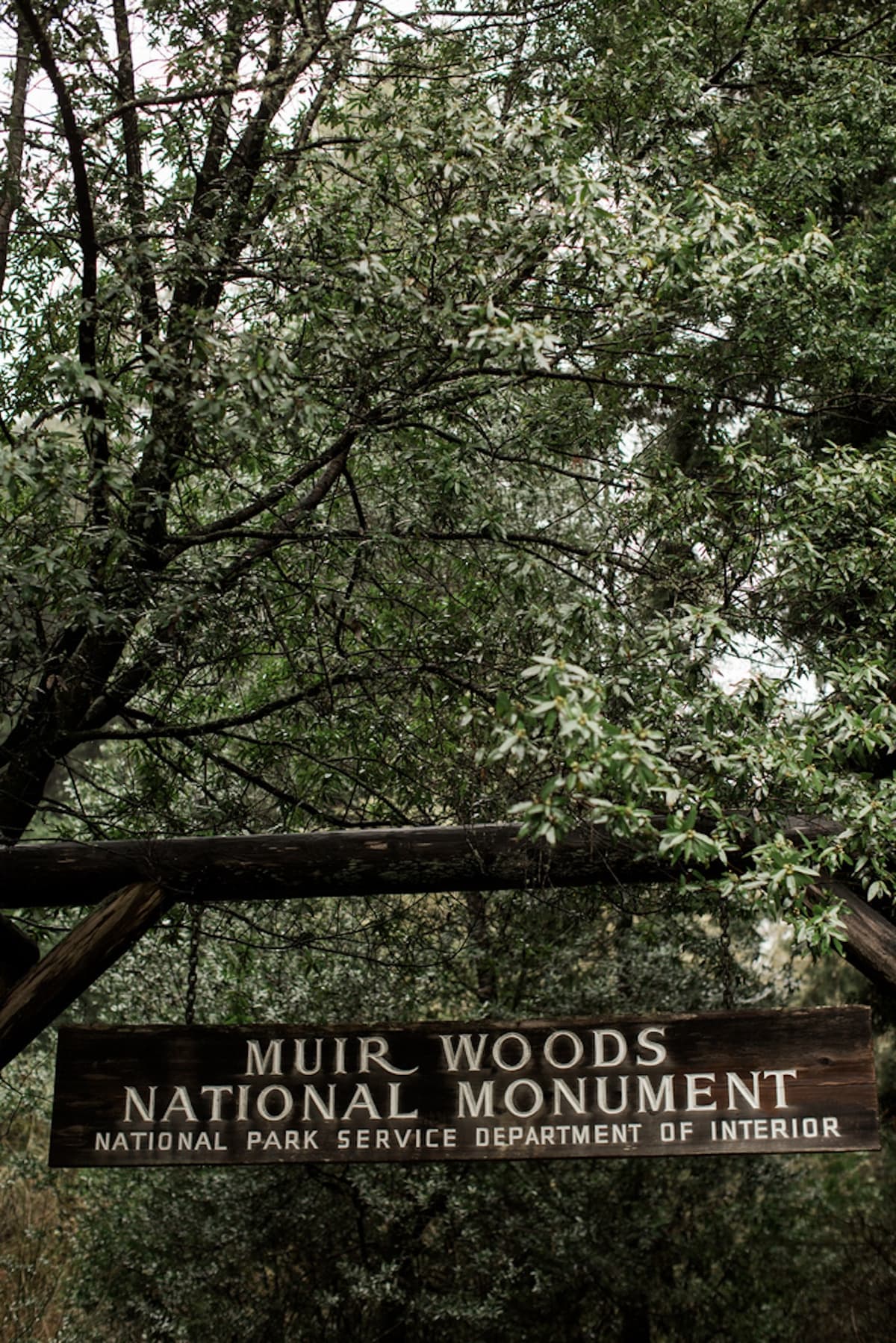 Muir Woods and Sausalito Tour from San Francisco