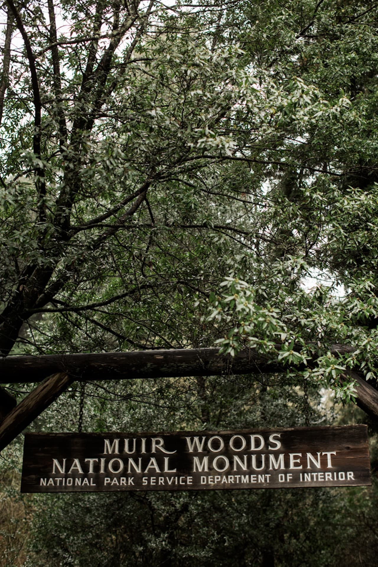 Muir Woods and Sausalito Tour from San Francisco