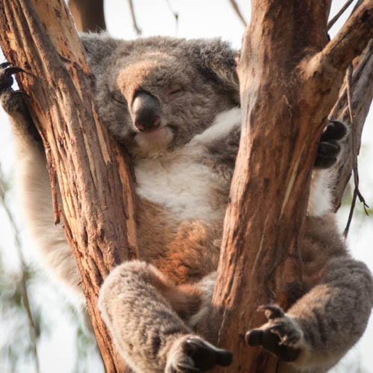 Phillip Island Nature Parks - Three-Park Pass