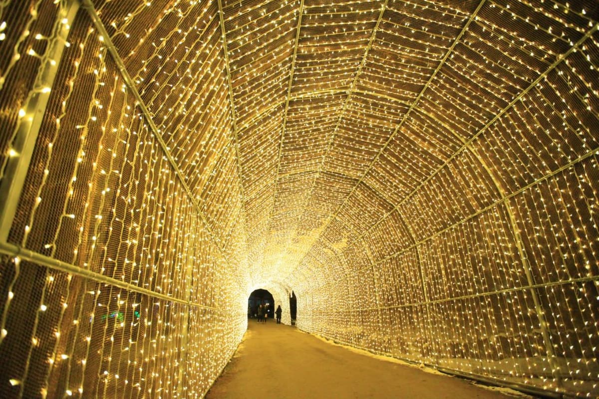 Alpaca World, Nami Island, and Garden of Morning Calm Tour from Seoul