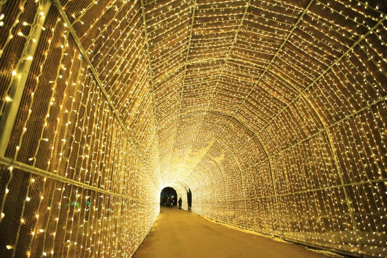 Alpaca World, Nami Island, and Garden of Morning Calm Tour from Seoul
