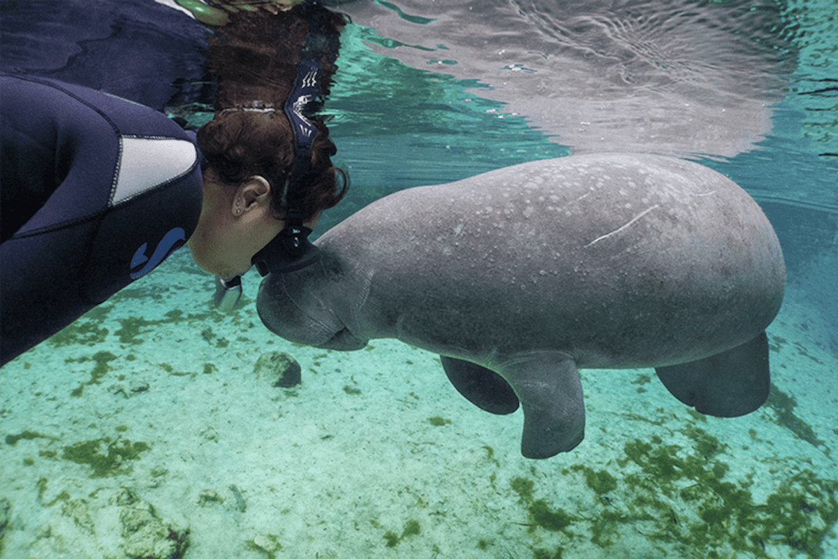 Florida Nature Coast Tour: Crystal River with Manatees Snorkelling, Homosassa State Park