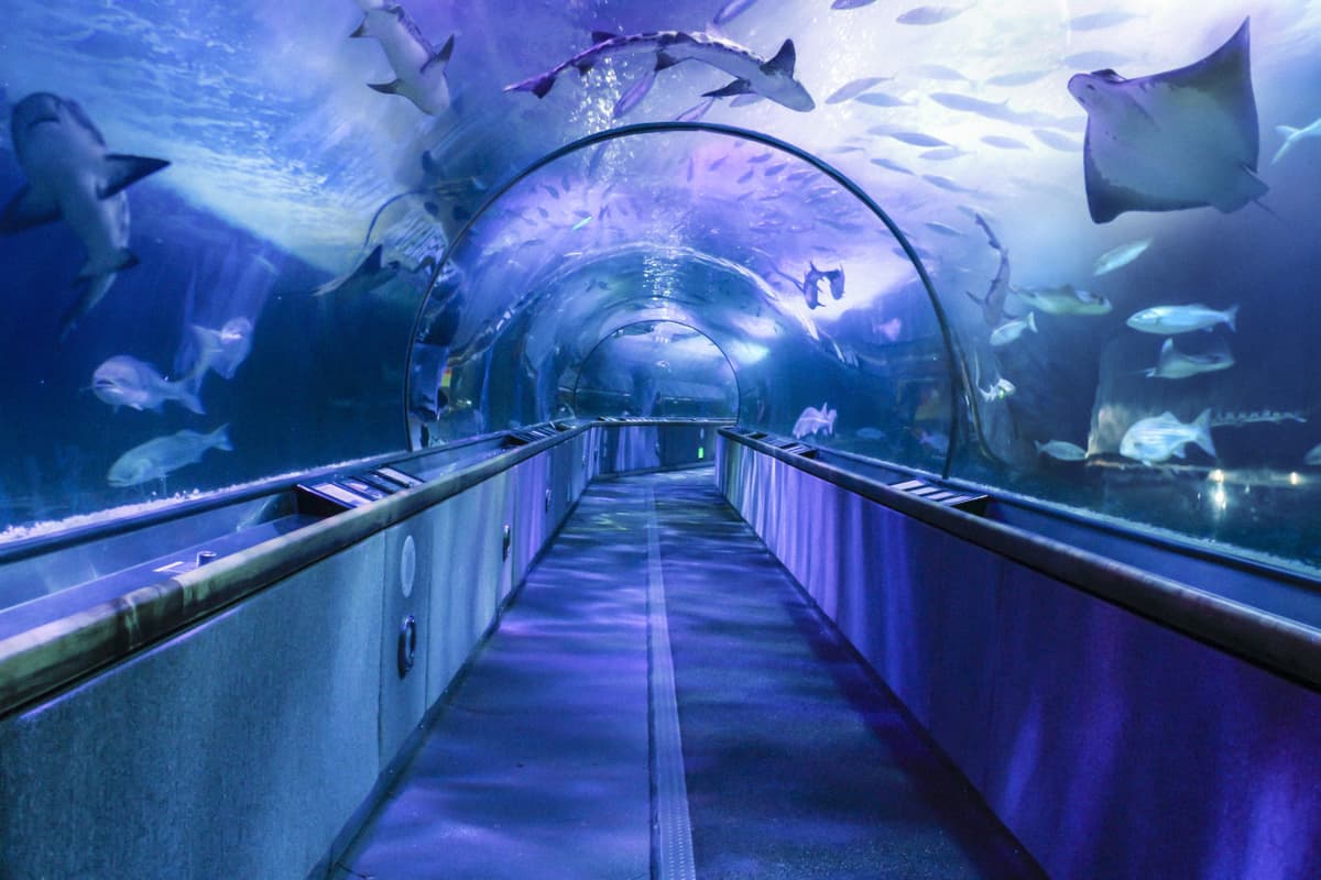 Go City San Francisco All-Inclusive Pass: Save up to 50% on Attractions