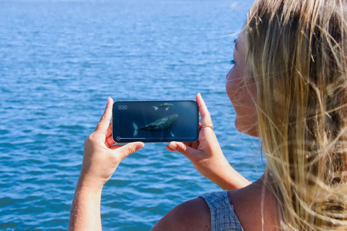 Gold Coast Whale Watching Cruise aboard Sea World Cruises