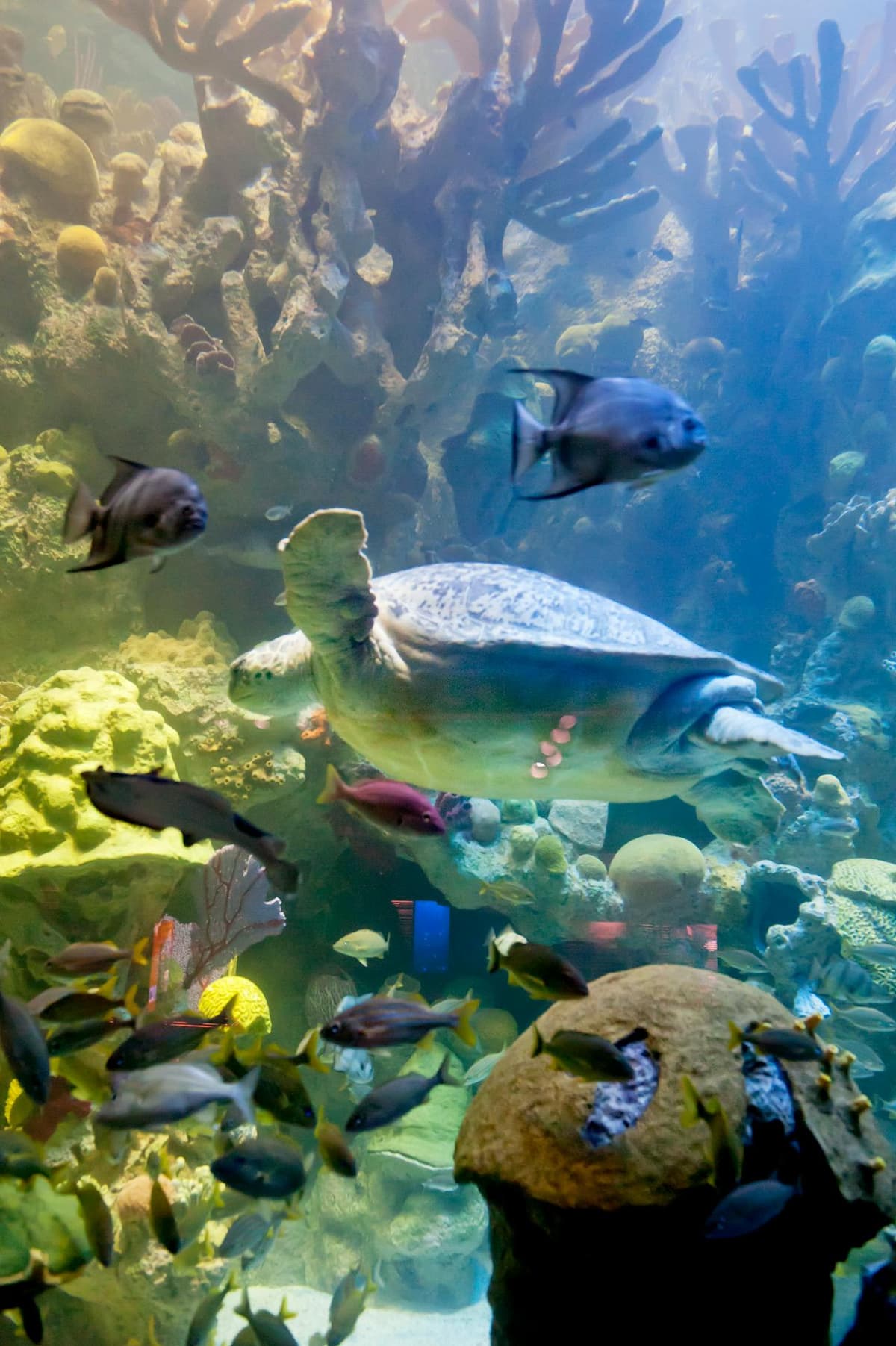New England Aquarium Ticket