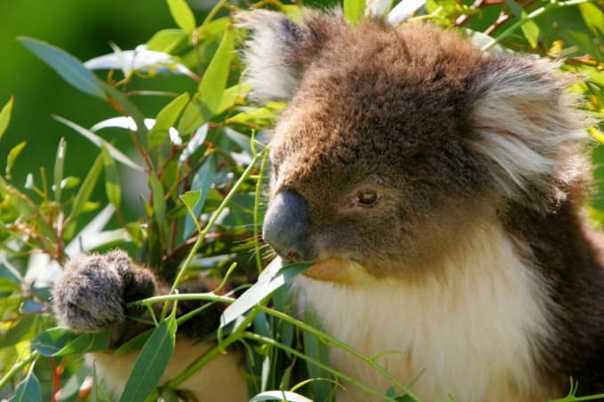 Puffing Billy and Healesville Sanctuary Tour