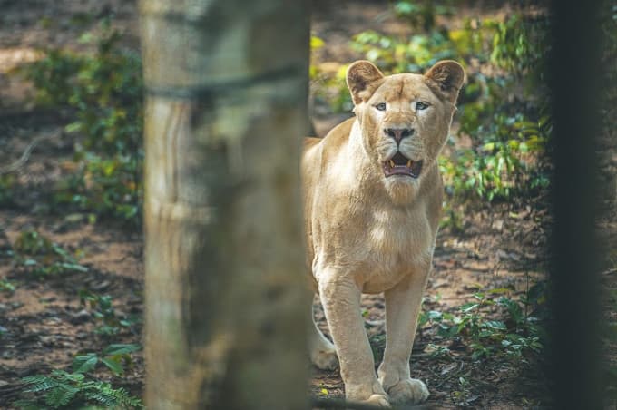 Vinpearl Safari Phu Quoc Ticket
