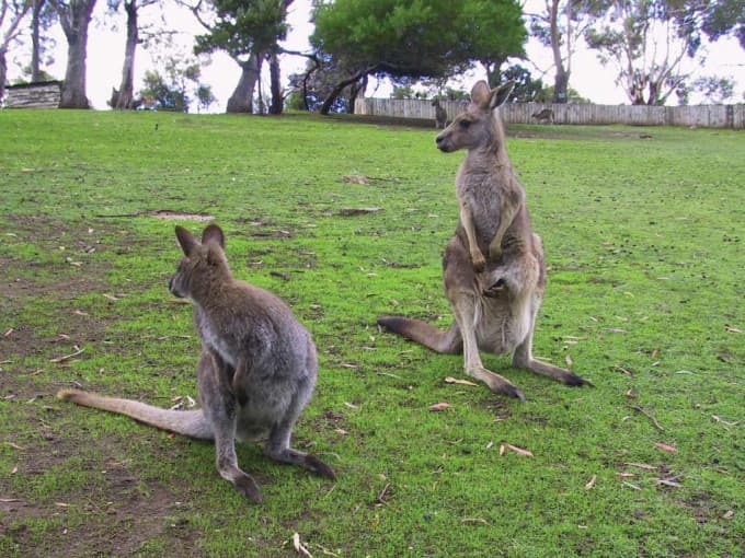 Richmond Village and Bonorong Wildlife Sanctuary Tour